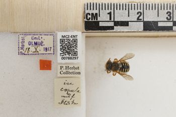 Media type: image;   Entomology 788297 Aspect: Labels